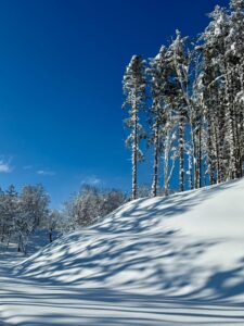 Leafless trees dusted with snow stand on a slope under a crisp, deep blue sky.