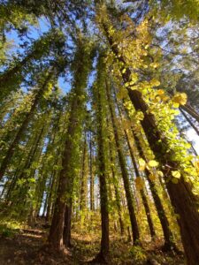 Tall trees wrapped in vines with golden leaves lit by sunlight.